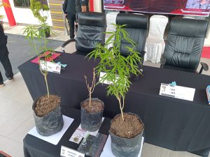 Tanam Ganja di Polybeg