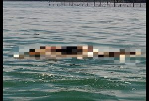 Pria Yang Loncat di Jembatan Barelang di Temukan Tim Sar