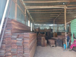 Perdagangan Kayu Somel Ilegal Di Wilayah Kabupaten Deiyain , Distrik Tigi: Pemerintah Tempatan Diduga Tutup Mata