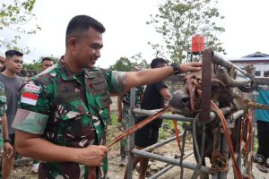 Dansatgas Yonif 122/TS Sumbangkan 1 Ekor Sapi Kepada Masyarakat Distrik Mannem Perbatasan Papua