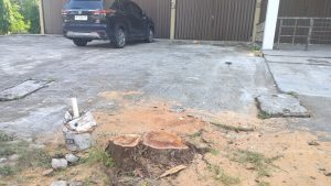 Pengusaha Cafe di Tanjungpinang Akali Pihak Perkim, Tebang Pohon di Jalan Engku Putri untuk Memperluas Areal