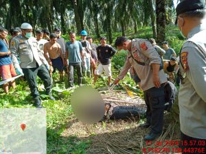 Polres Rokan Hulu Ungkap Sebab Meninggalnya Seorang Wanita di Kebun Sawit