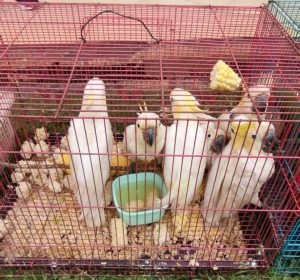 Polres Bintan Gagalkan Penyelundupan 29 Burung Dilindungi, Tersangka Nelayan Ditangkap