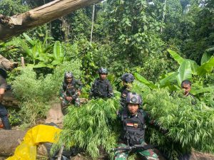 Patroli Gabungan Satgas Yonif 122/TS Temukan Ladang Ganja 600 Meter di Perbatasan RI-PNG