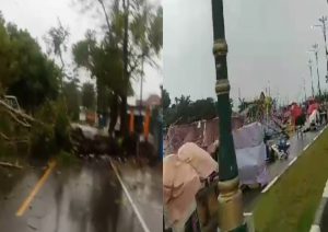 Pohon Tumbang dan Stand Bazar Roboh Akibat Hujan dan Angin Kencang di Tanjungpinang