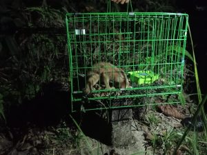 Satgas Pamtas Yonkav 12/BC Gagalkan Penyelundupan Kukang di Perbatasan RI-Malaysia