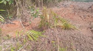 Pembangunan Pengendalian Banjir Sri Katon Km 12 Diduga Rusak Tanaman Warga, Tuntutan Ganti Rugi Tak Direspons