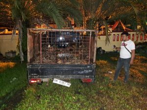 Polsek Rambah Amankan Mobil Diduga Milik Pencuri Sawit yang Kabur dari Warga