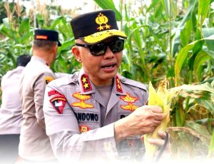 Kapolda Kep. Babel Panen Perdana Jagung di Bhaypark, Hasilnya Disalurkan untuk Masyarakat
