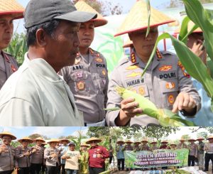 Kapolresta Tanjungpinang Panen Raya Jagung Bersama Tani Maju Sejati, Dukung Ketahanan Pangan 2025