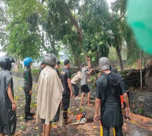 Hujan dan Angin Kencang, Pohon Tumbang di Km 2 Tanjungpinang Petugas Sigap Evakuasi