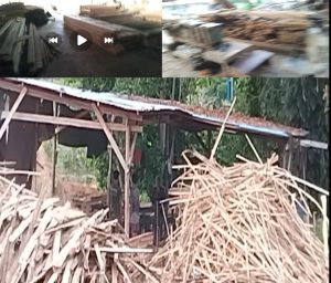 Diduga Izin Cakap-Cakap, Somel Pengolahan Kayu di Km 12 Arah Uban Simpang Bandara Butuh Tindakan Tegas