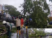 Pohon Tumbang di Jalan DI Panjaitan, Lalu Lintas Sempat Terganggu