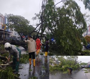 Pohon Tumbang di Jalan DI Panjaitan, Lalu Lintas Sempat Terganggu