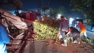 Pohon Tumbang Timpa Kios dan Tutupi Jalan di Tanjungpinang Timur