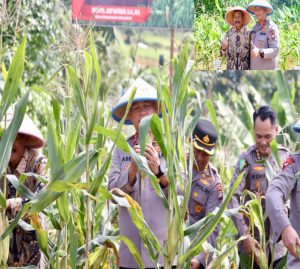 Polda Kepri Panen Raya Jagung Manis di Batam, Dukung Ketahanan Pangan dan Perjuangkan Legalitas Lahan Petani
