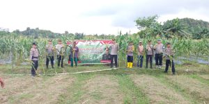 Wujudkan Asta Cita Presiden, Polsek Batu Aji Gelar Panen Raya Jagung Perkuat Ketahanan Pangan Lokal