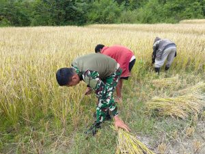Satgas Pamtas RI-RDTL Yonarhanud 15/DBY Bantu Petani Panen Padi di Perbatasan
