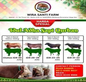 Sambut Idul Adha, Wira Santi Farm Hadirkan Sapi Qurban Berkualitas! Harga Mulai Rp21 Juta, Siap Antar ke Kandang