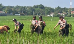 Latja Polwan Angkatan ke-57 Usung Format Live-In, Perkuat Ketahanan Pangan dan Kesehatan Masyarakat