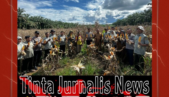 Polsek Rambah Hilir Kawal Panen Jagung, Wujud Nyata Dukungan Asta Cita
