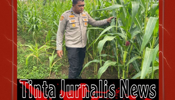 Polres Rohul Optimalkan Ketahanan Pangan Lewat Budidaya Jagung Hibrida di Lahan Mapolres