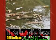 Ribuan Ikan Mati Diduga Akibat Limbah PKS PT Era Sawita, DLH Rohul Turunkan Tim