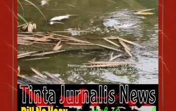 Ribuan Ikan Mati Diduga Akibat Limbah PKS PT Era Sawita, DLH Rohul Turunkan Tim