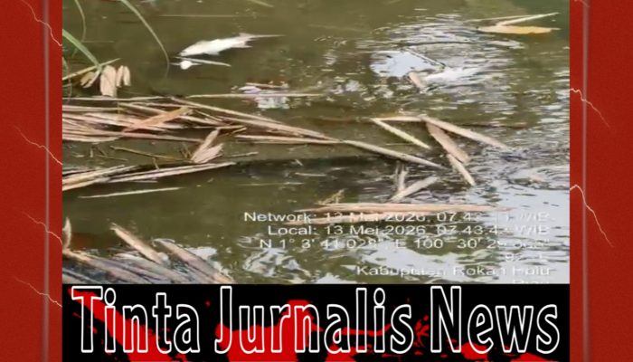 Ribuan Ikan Mati Diduga Akibat Limbah PKS PT Era Sawita, DLH Rohul Turunkan Tim