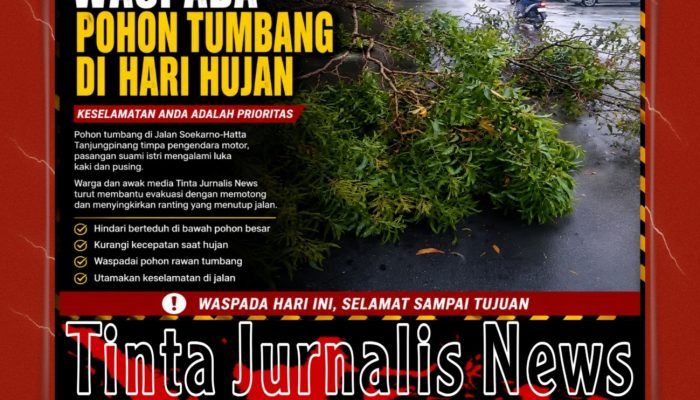 Pohon Tumbang Timpa Pengendara di Jalan Soekarno-Hatta Tanjungpinang, Warga Diminta Waspada Saat Hujan